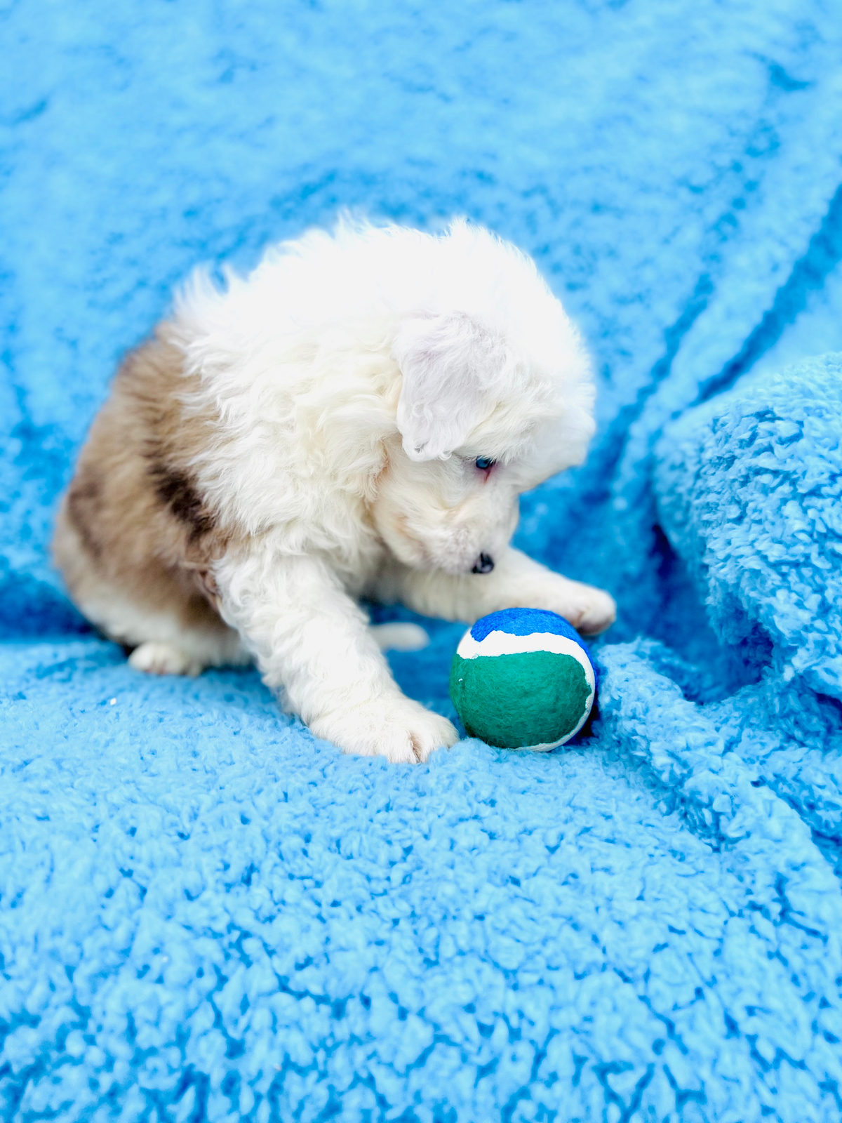 Available Sheepadoodle puppy - Sunshine Sheepadoodles Texas breeder