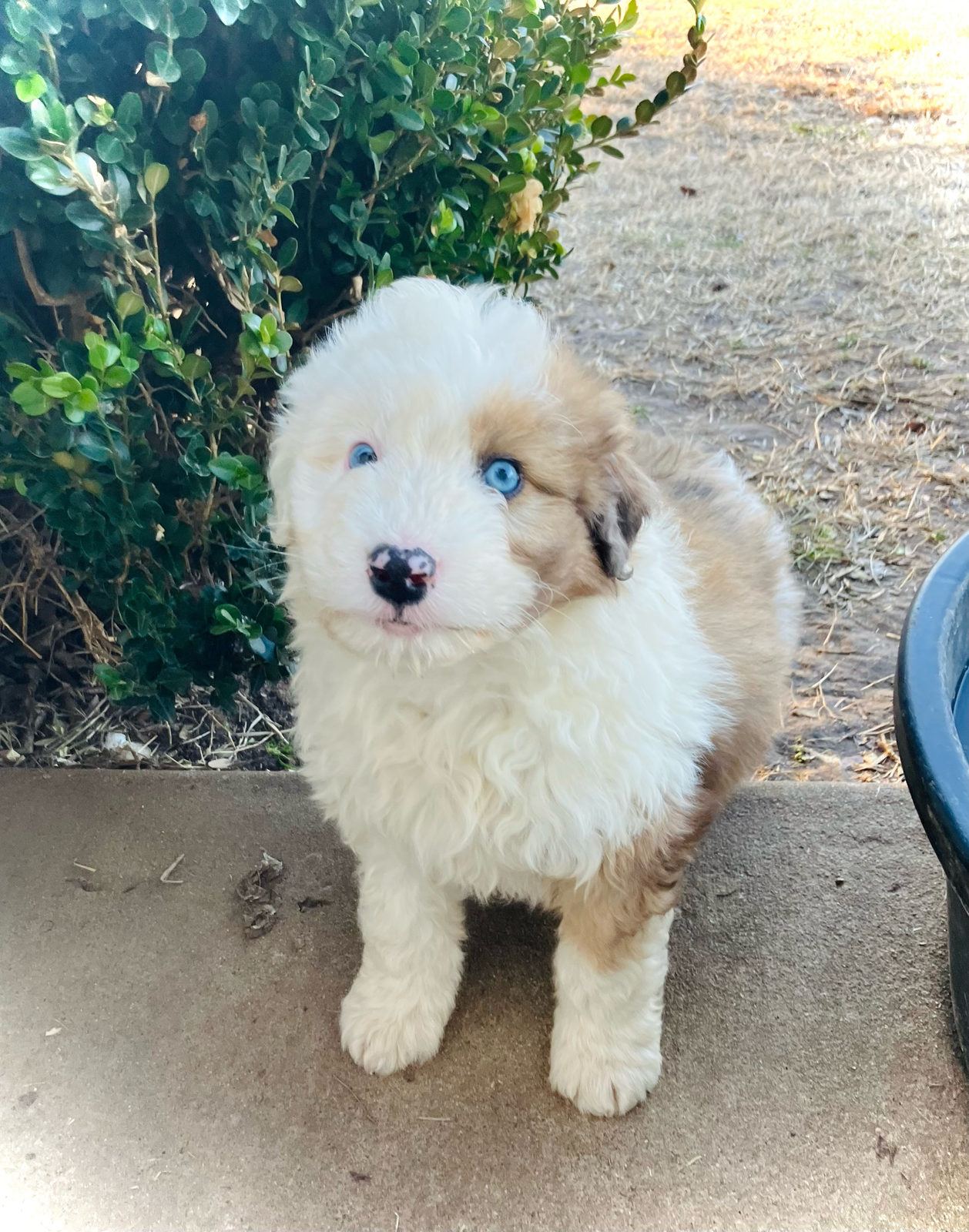 Available Sheepadoodle puppy - Sunshine Sheepadoodles Texas breeder