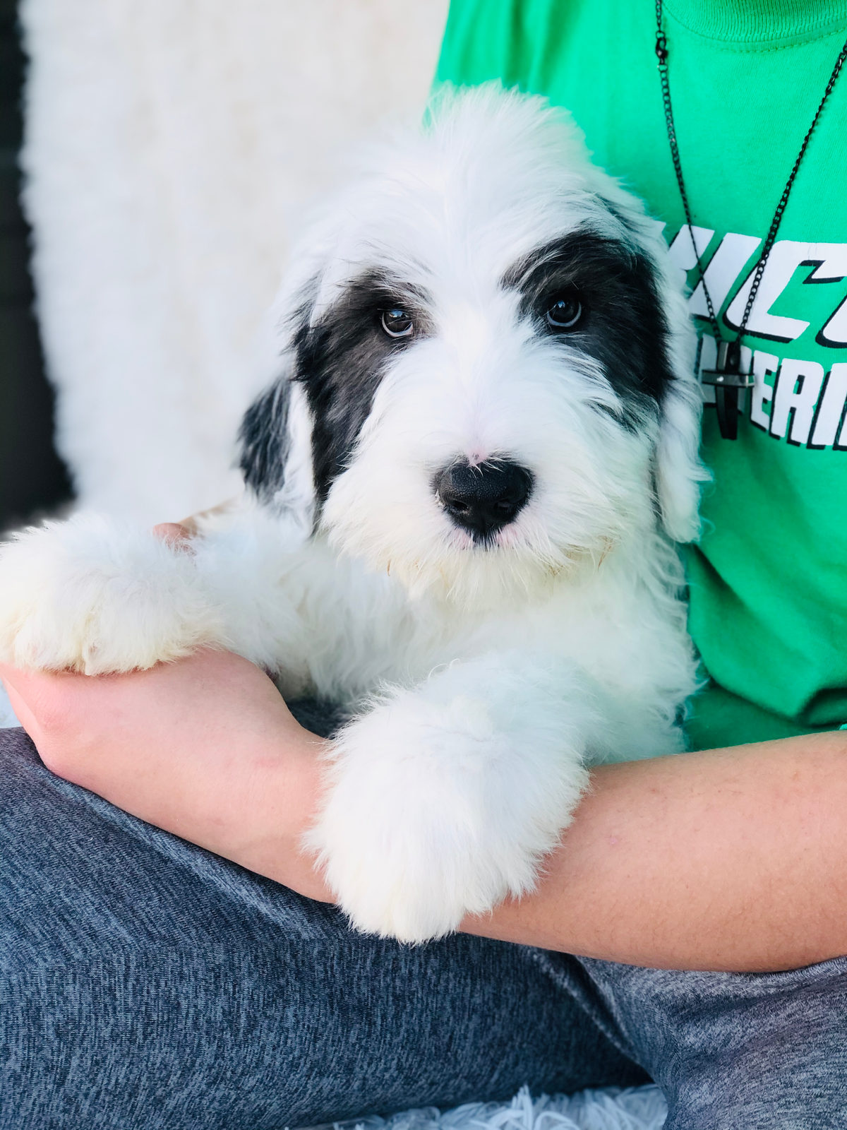 Available adult Sheepadoodle dog - Sunshine Sheepadoodles Texas