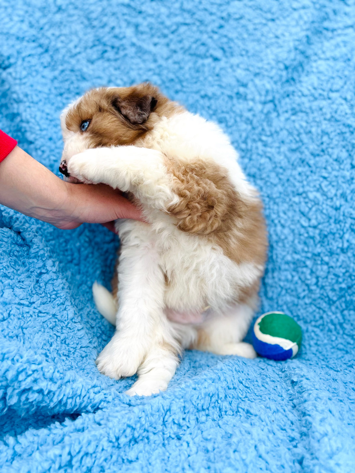 Available Sheepadoodle puppy - Sunshine Sheepadoodles Texas breeder