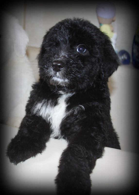 Sunshine Sheepadoodles family and puppy photo