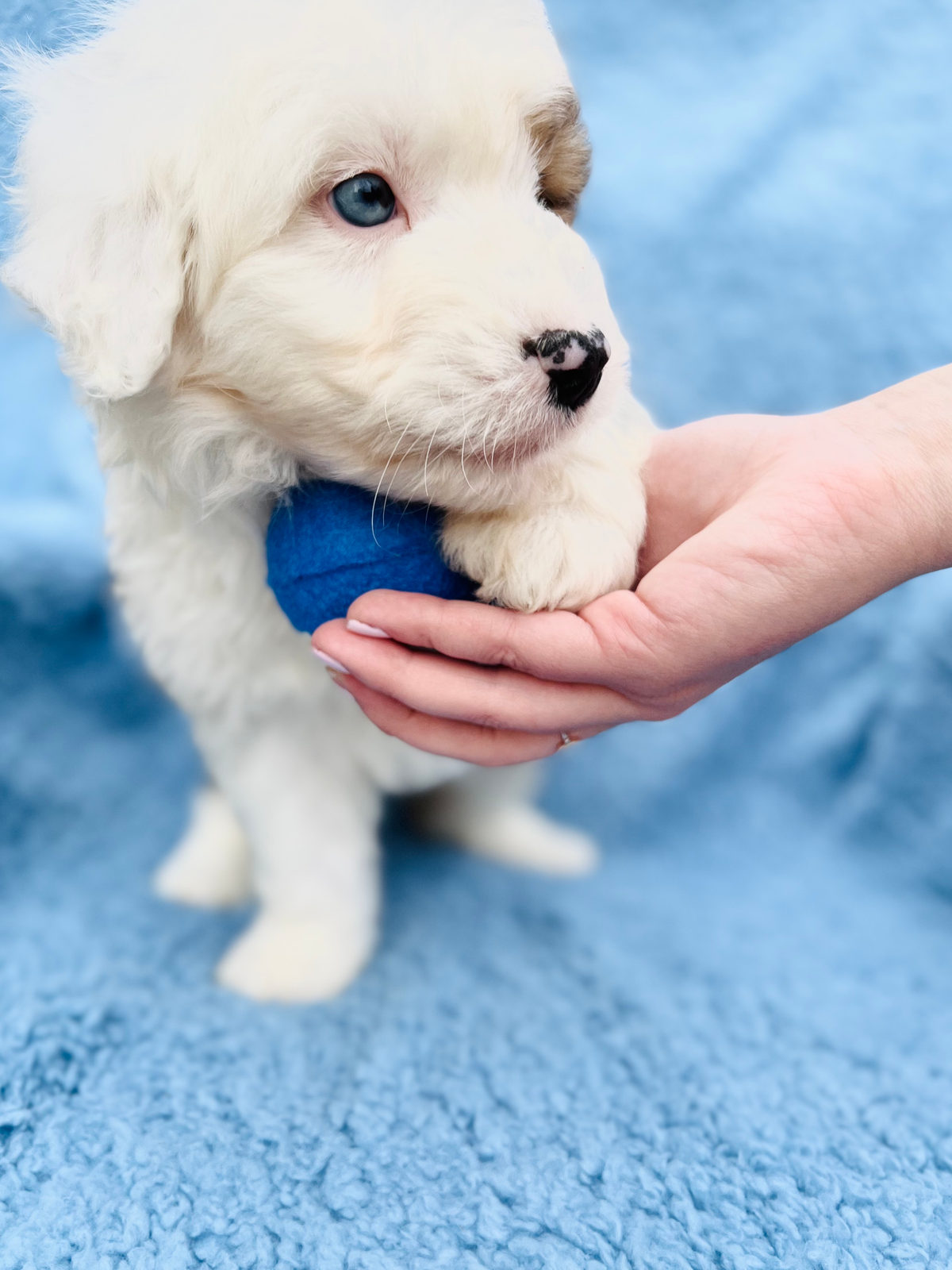 Available Sheepadoodle puppy - Sunshine Sheepadoodles Texas breeder