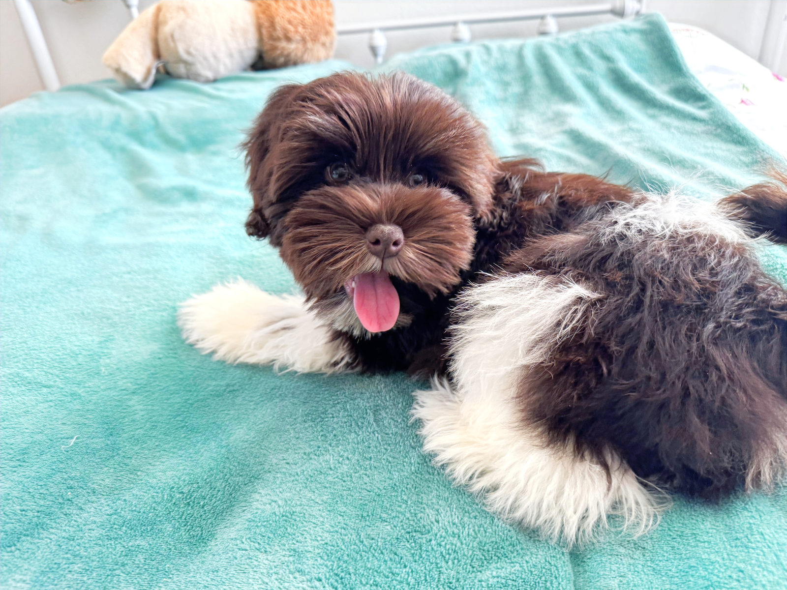 Charlie, a chocolate and white Sheepadoodle puppy available at Sunshine Sheepadoodles