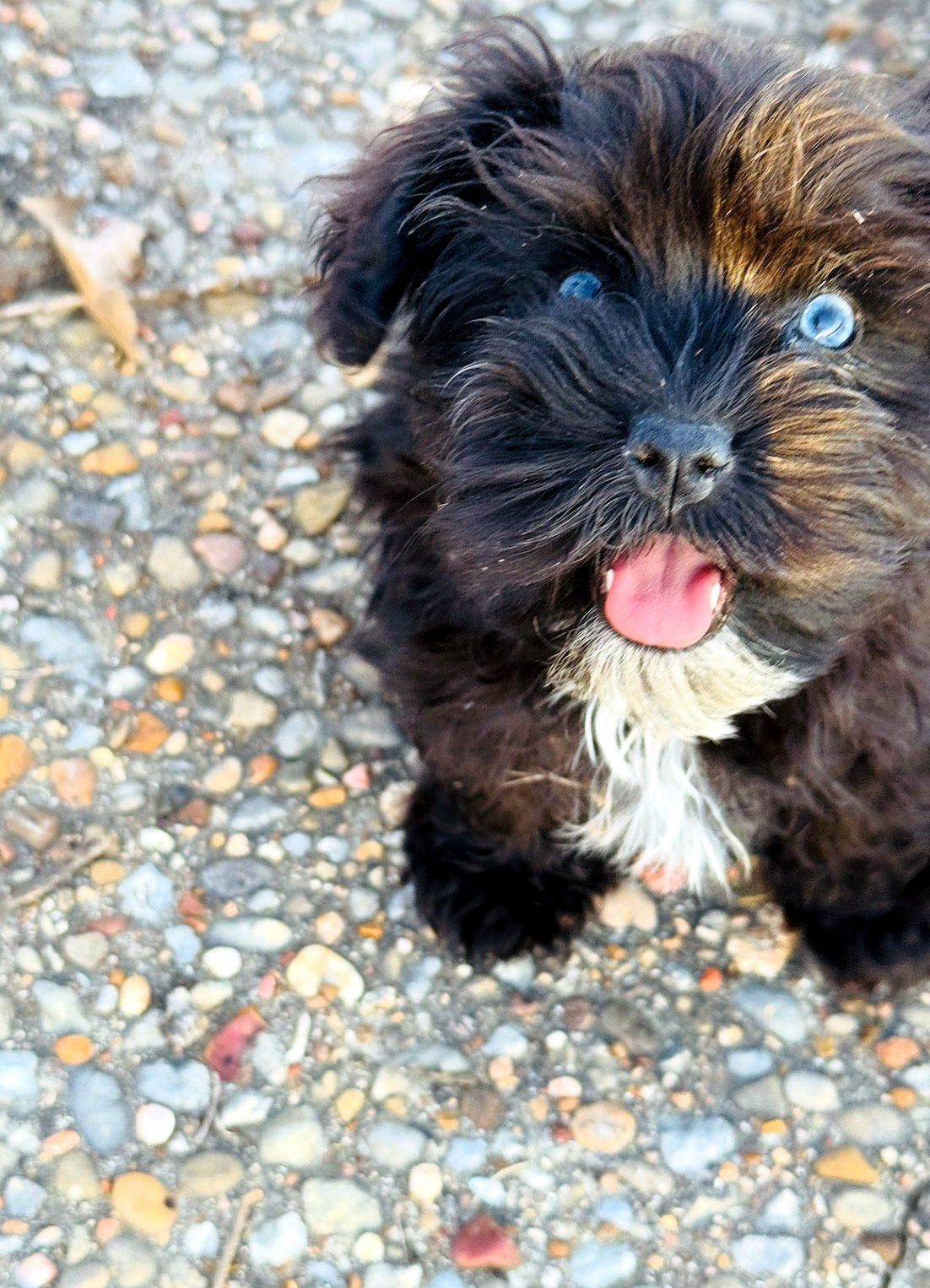 Available Sheepadoodle puppy - Sunshine Sheepadoodles Texas breeder
