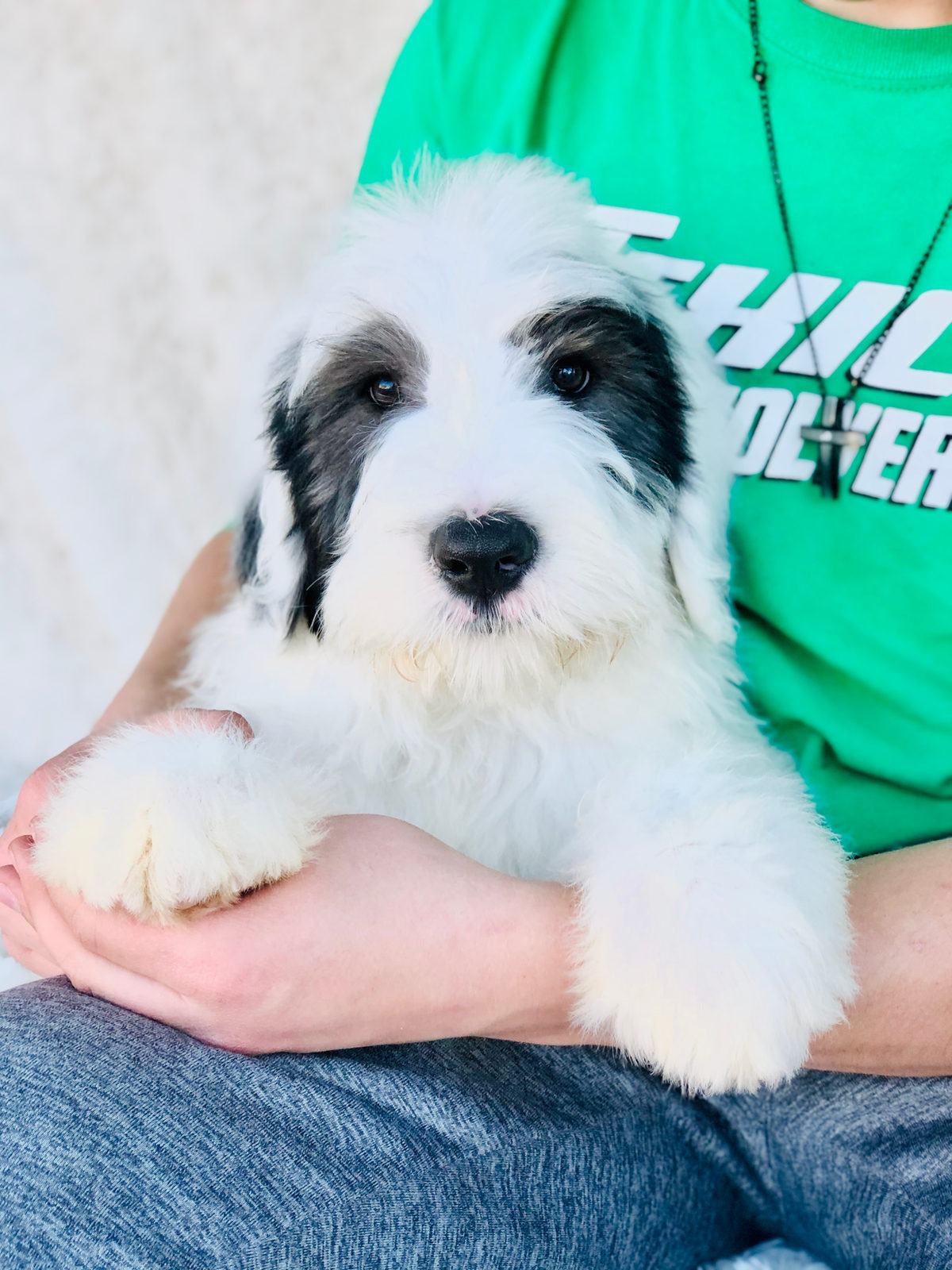 Available adult Sheepadoodle dog - Sunshine Sheepadoodles Texas