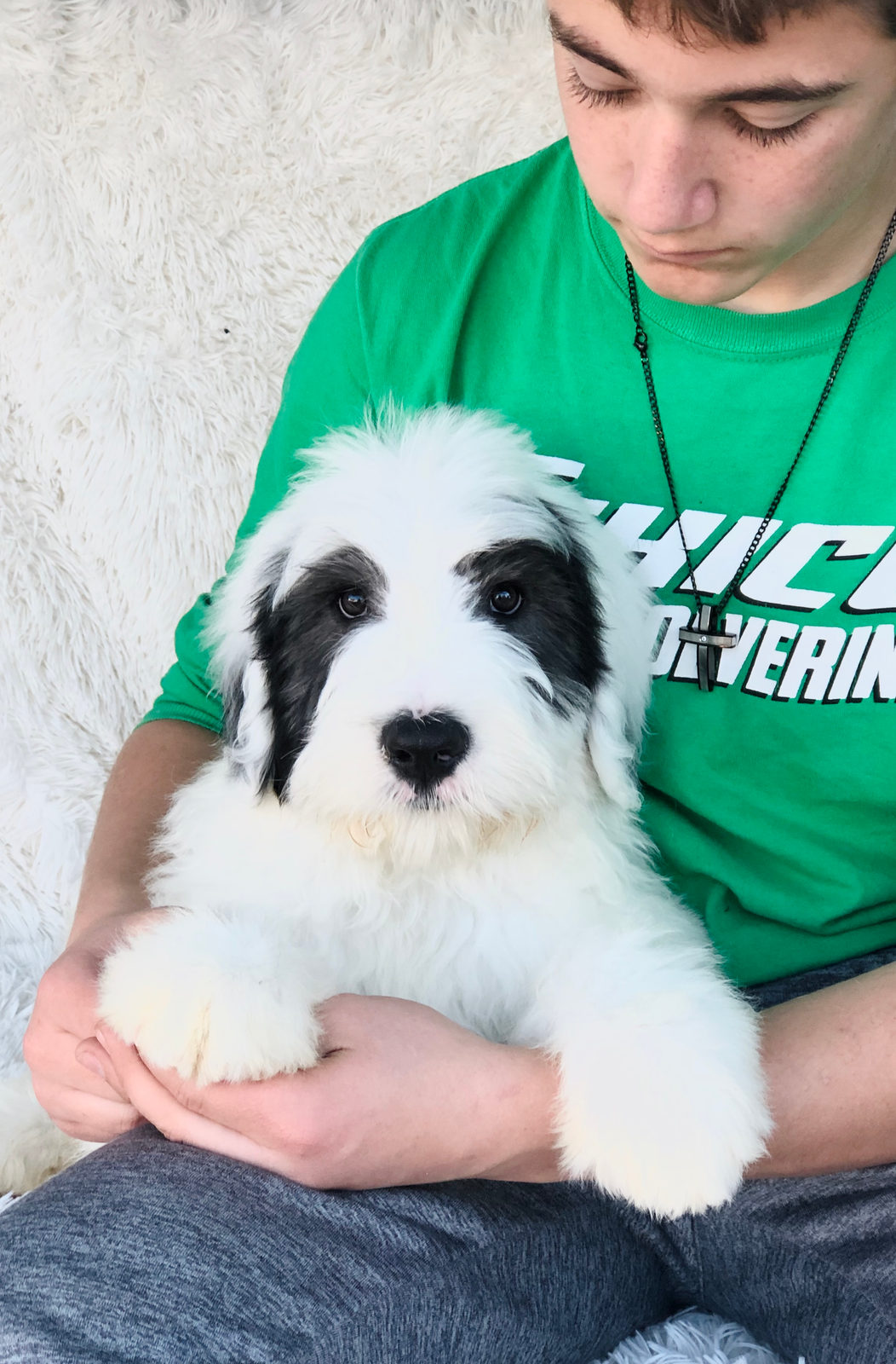 Available adult Sheepadoodle dog - Sunshine Sheepadoodles Texas
