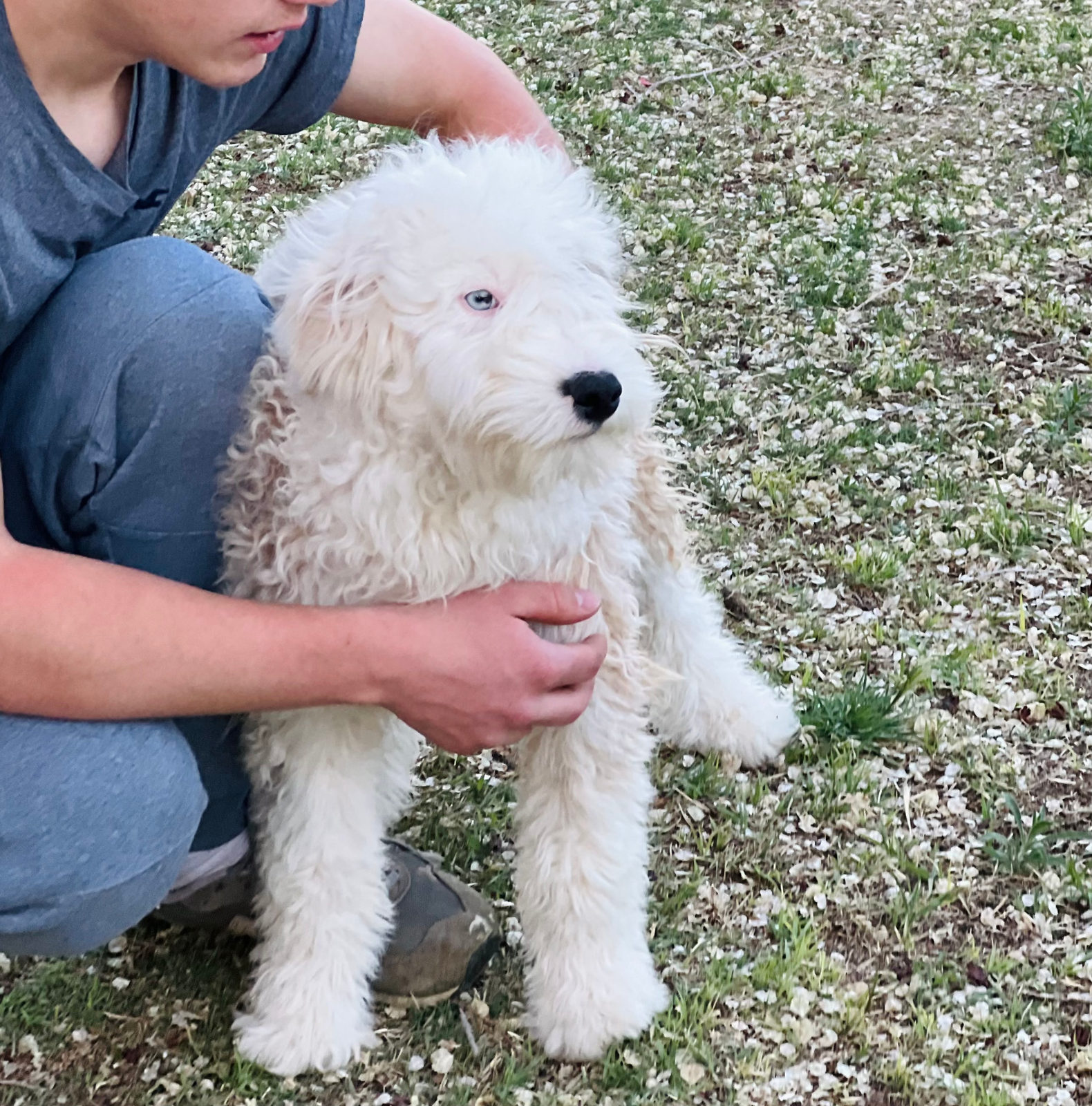 Available Sheepadoodle puppy - Sunshine Sheepadoodles Texas breeder