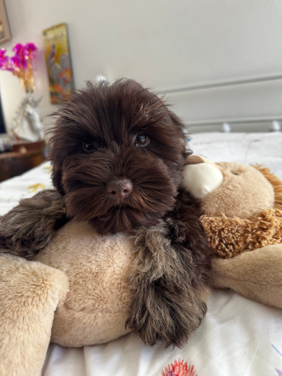 Available Sheepadoodle puppy - Sunshine Sheepadoodles Texas breeder