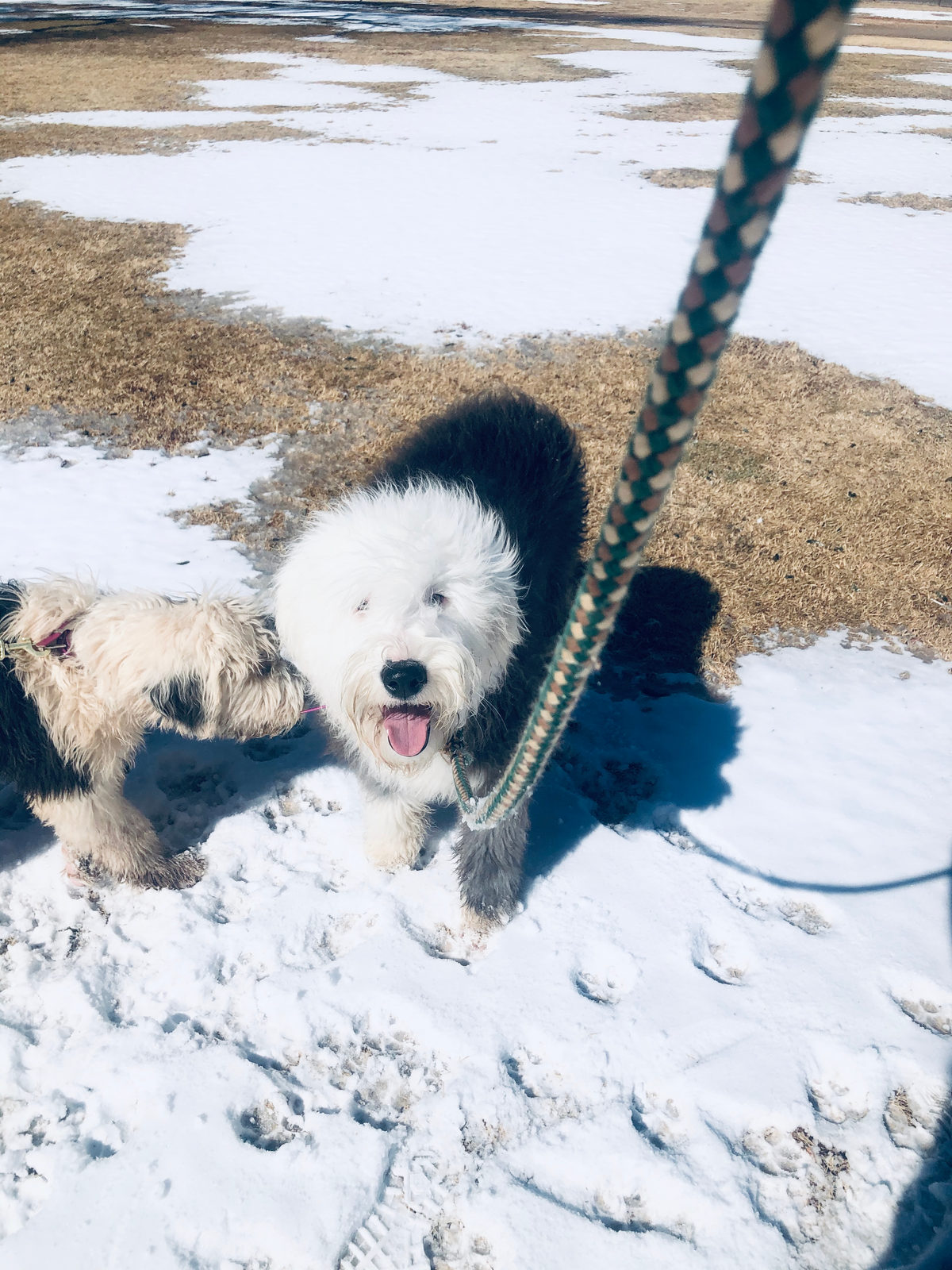 Sheepadoodle available for adoption - Sunshine Sheepadoodles