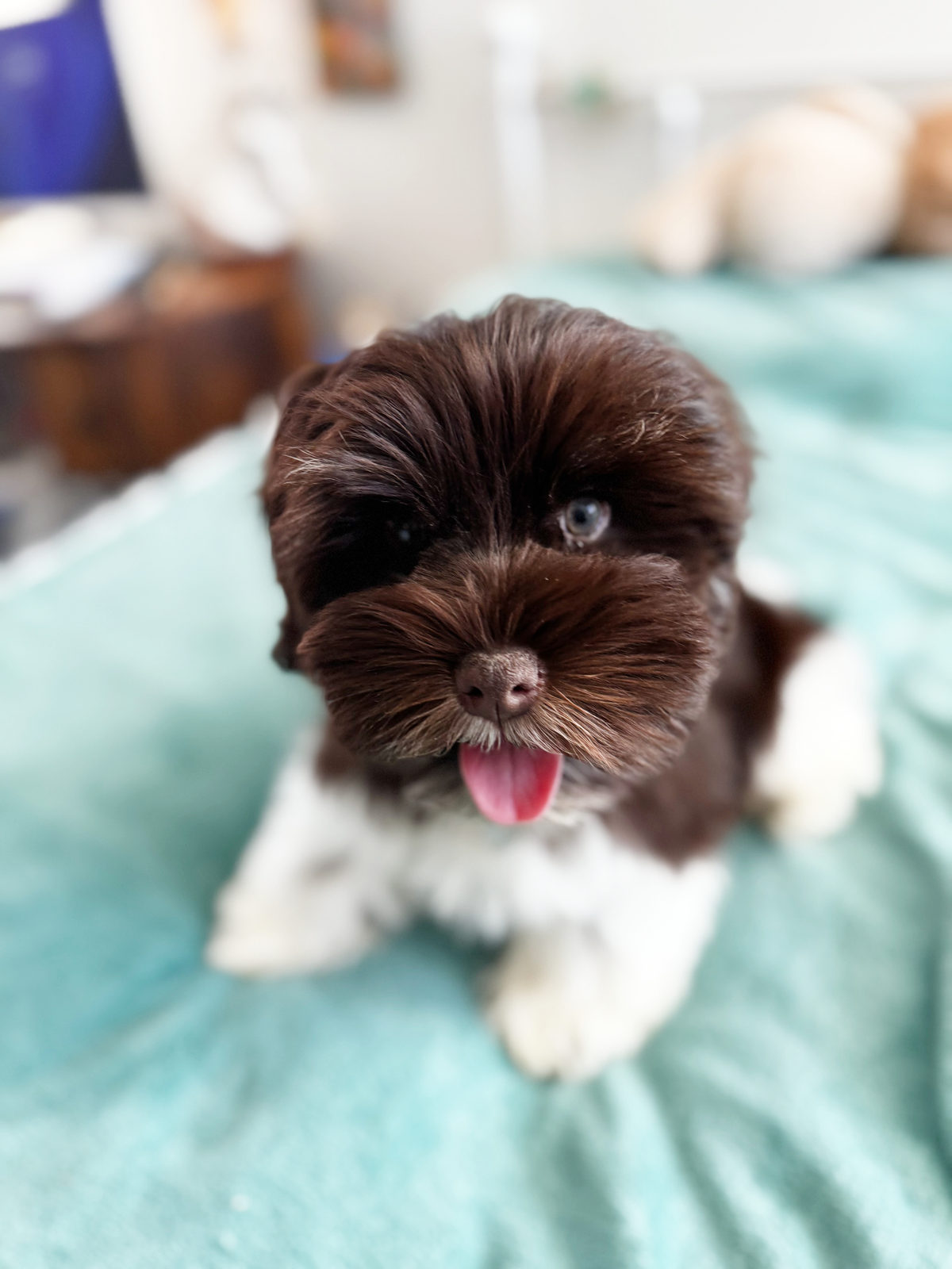 Available Sheepadoodle puppy - Sunshine Sheepadoodles Texas breeder