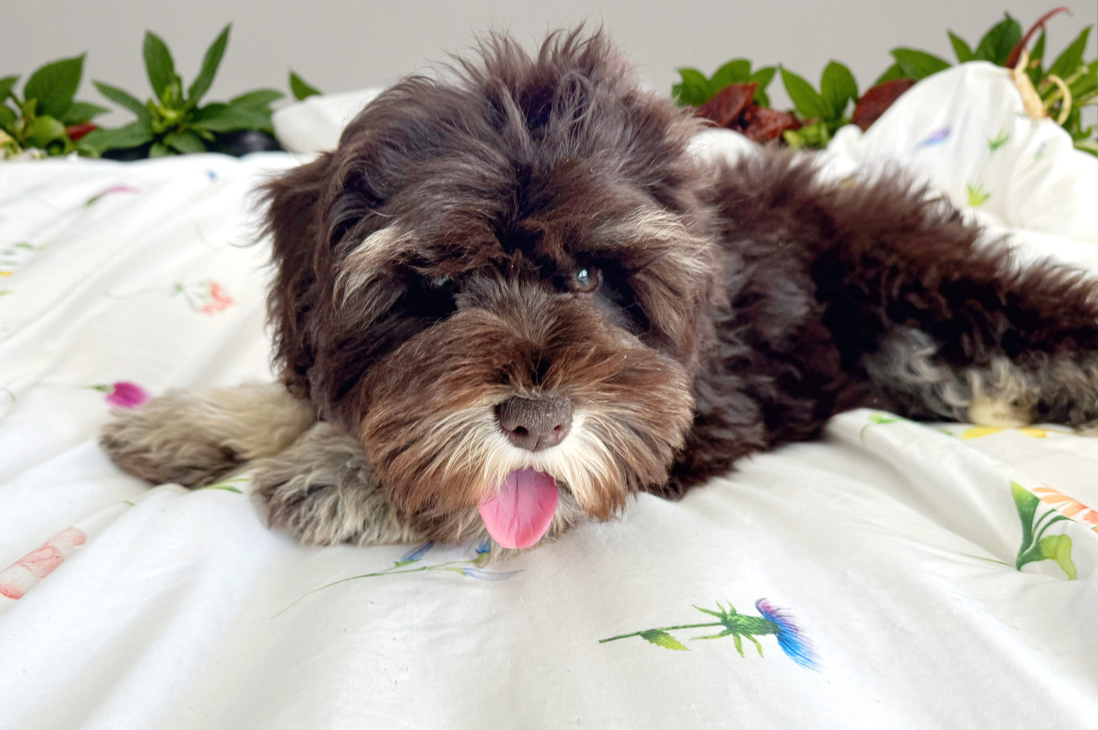 Close-up portrait of a chocolate Sheepadoodle puppy