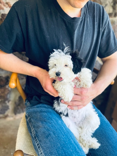 Available Sheepadoodle puppy - Sunshine Sheepadoodles Texas breeder