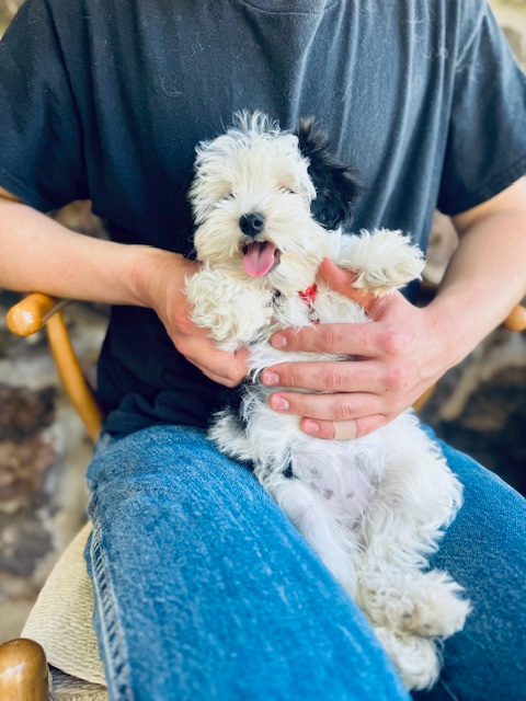 Available Sheepadoodle puppy - Sunshine Sheepadoodles Texas breeder