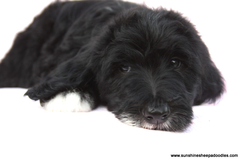 Available adult Sheepadoodle dog - Sunshine Sheepadoodles Texas