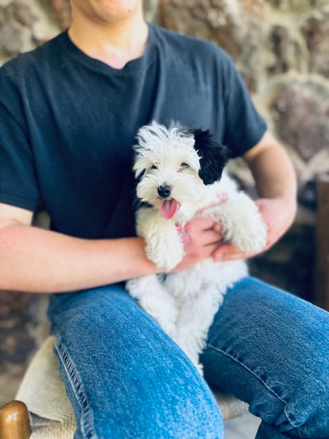 Available Sheepadoodle puppy - Sunshine Sheepadoodles Texas breeder
