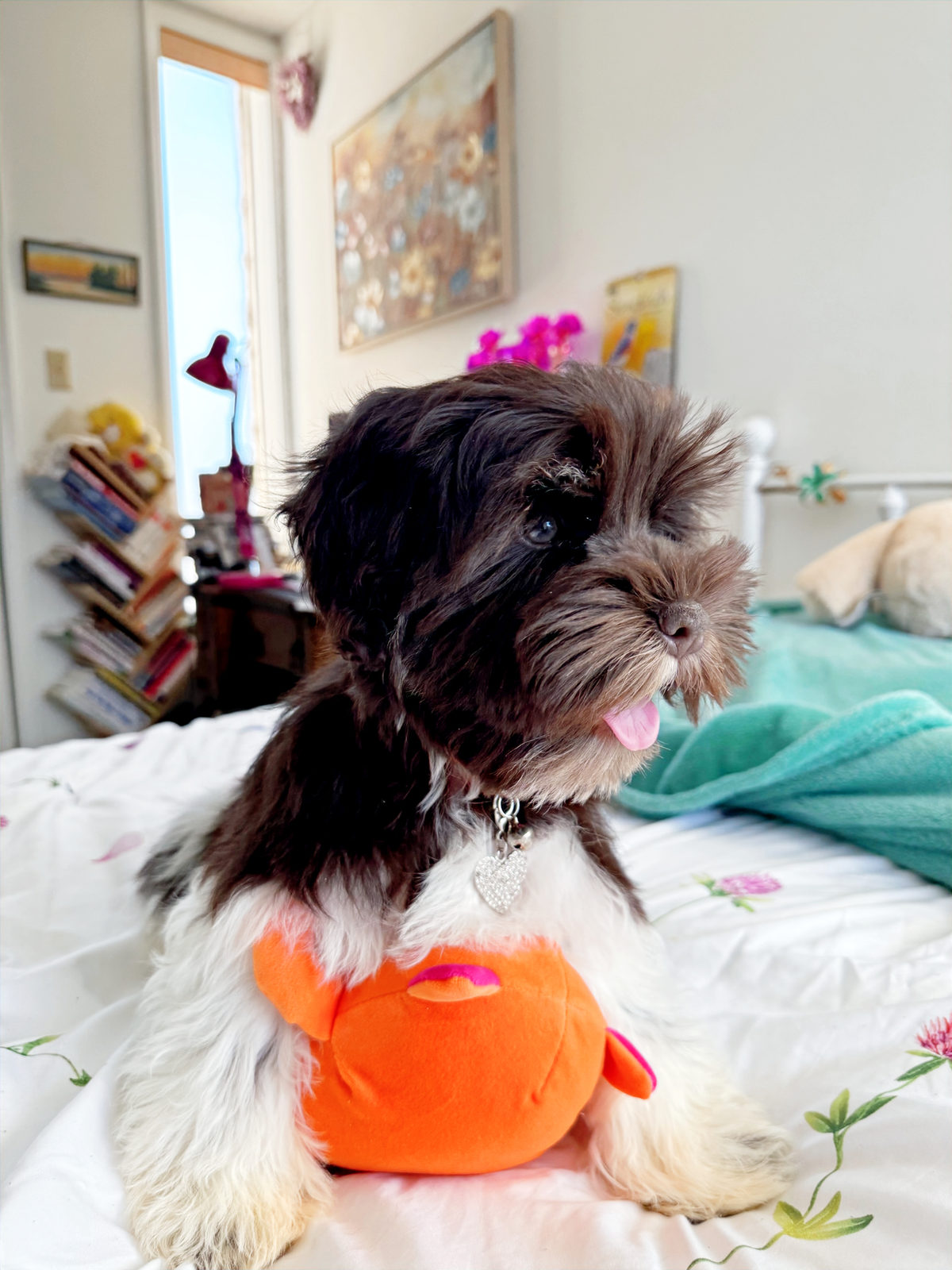 Available Sheepadoodle puppy - Sunshine Sheepadoodles Texas breeder