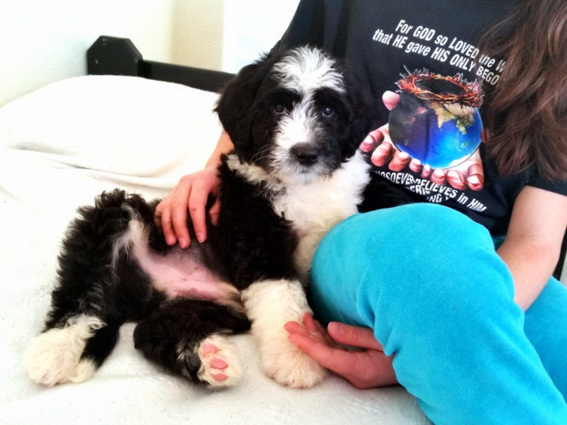 Sunshine Sheepadoodles family and puppy photo
