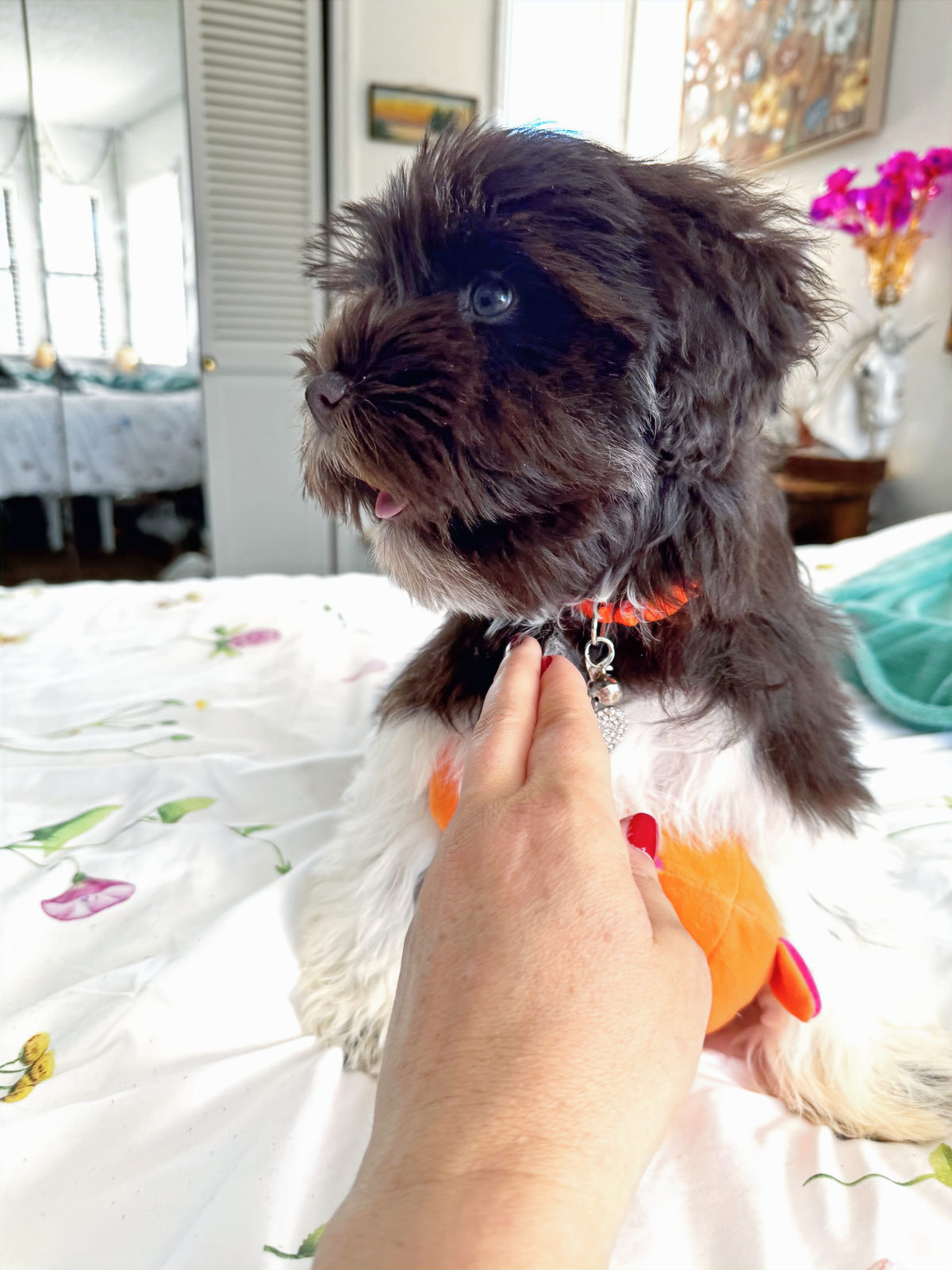 Available Sheepadoodle puppy - Sunshine Sheepadoodles Texas breeder