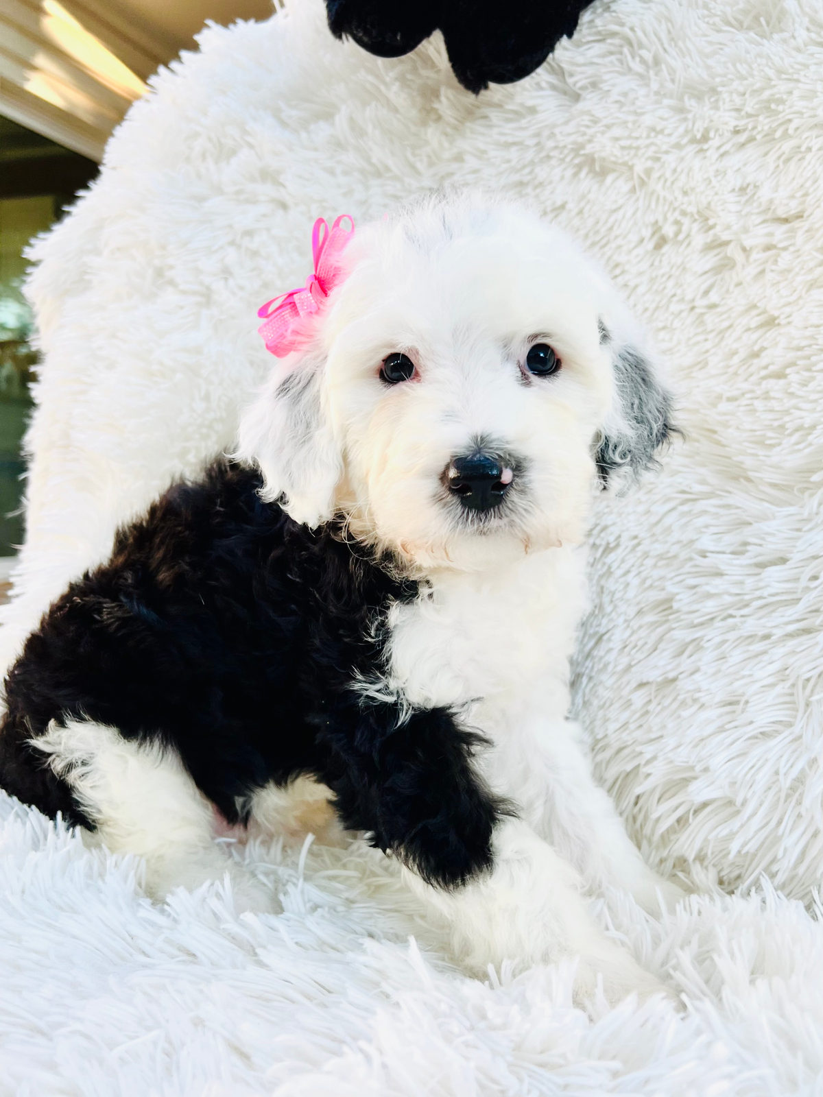 Available adult Sheepadoodle dog - Sunshine Sheepadoodles Texas