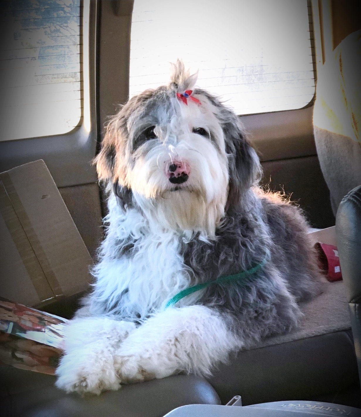 Sheepadoodle available for adoption - Sunshine Sheepadoodles