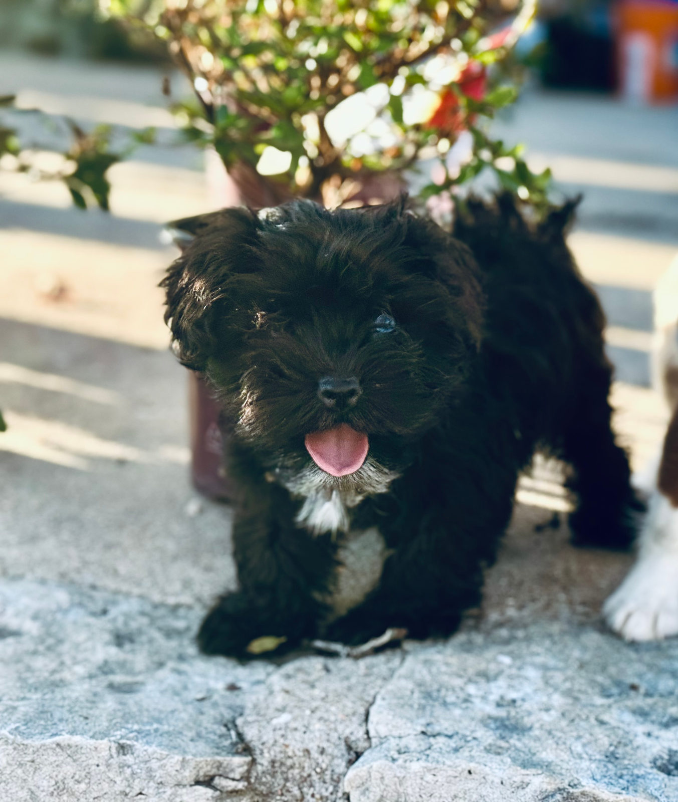 Available Sheepadoodle puppy - Sunshine Sheepadoodles Texas breeder