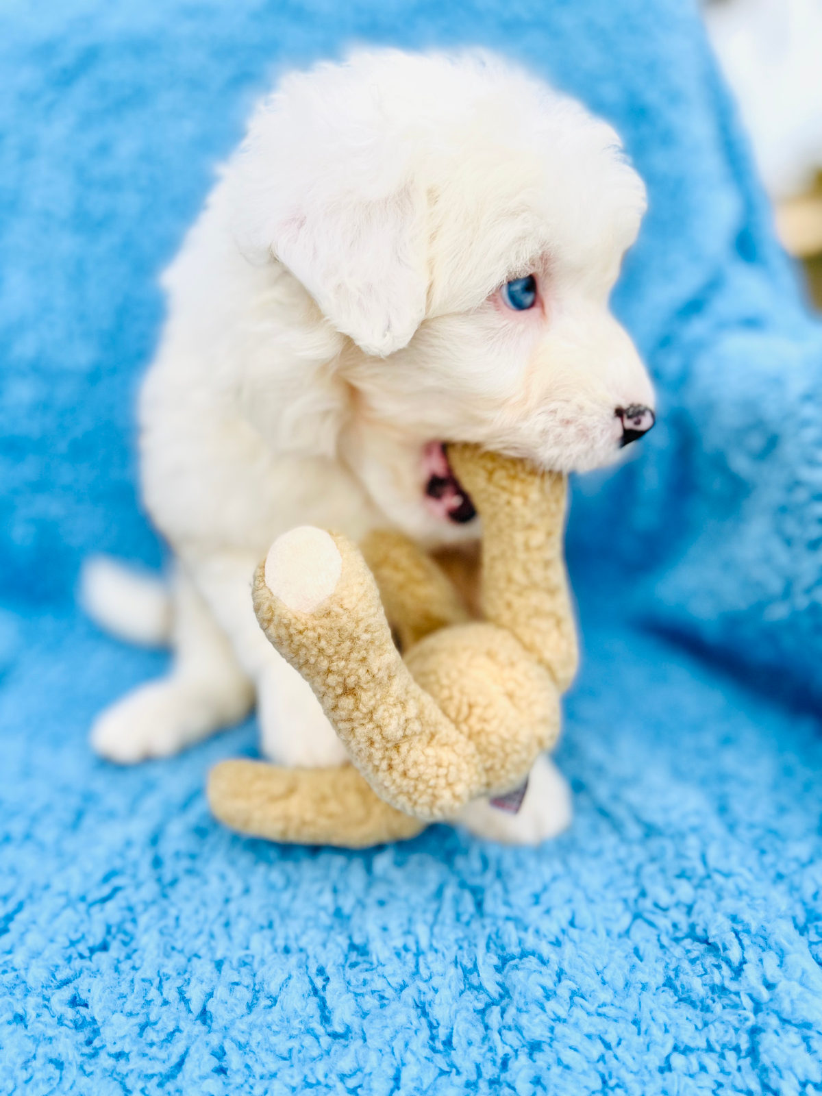 Available Sheepadoodle puppy - Sunshine Sheepadoodles Texas breeder