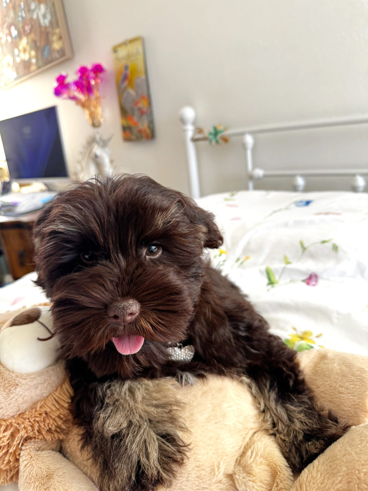 Available Sheepadoodle puppy - Sunshine Sheepadoodles Texas breeder