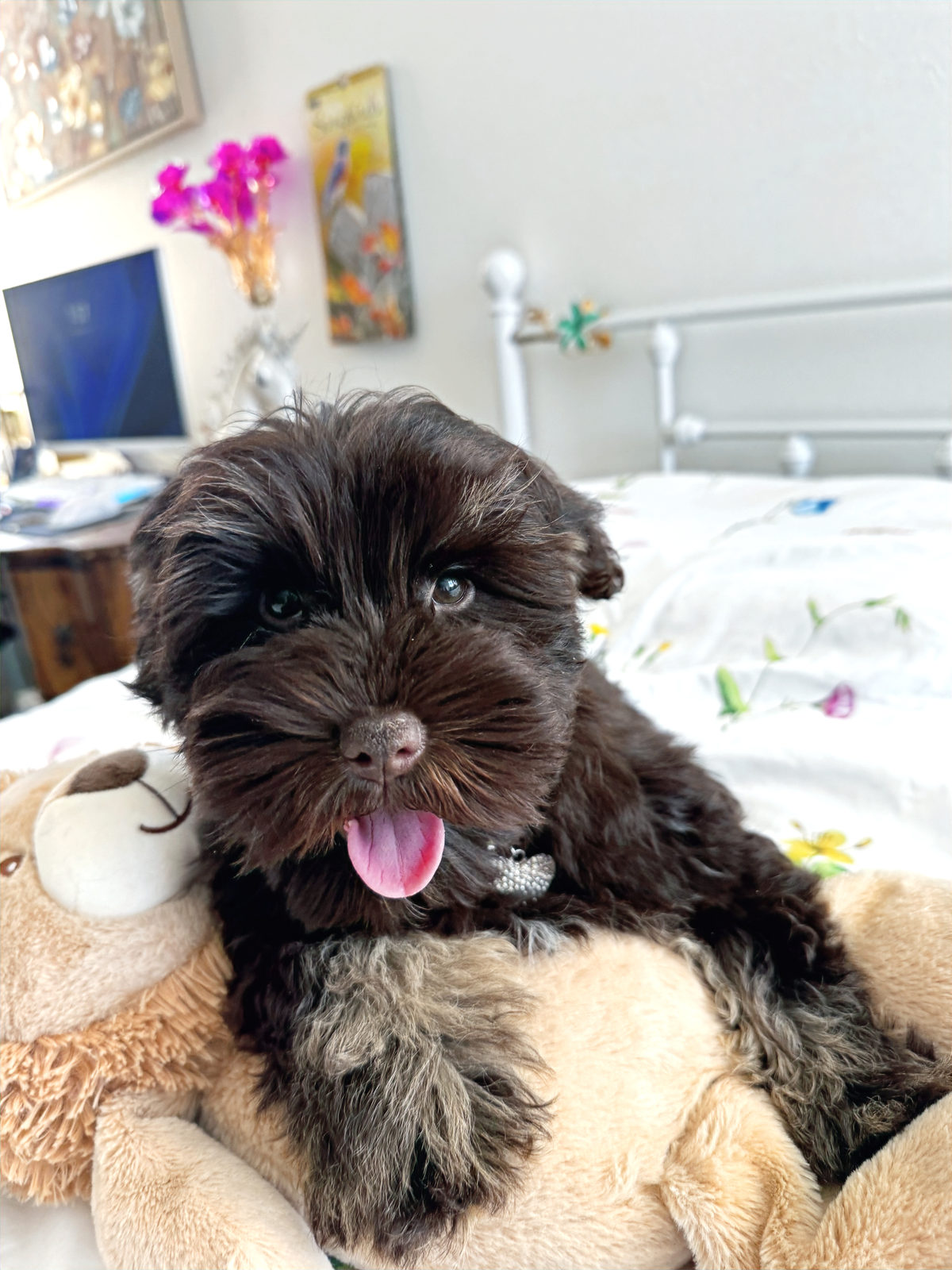 Available Sheepadoodle puppy - Sunshine Sheepadoodles Texas breeder