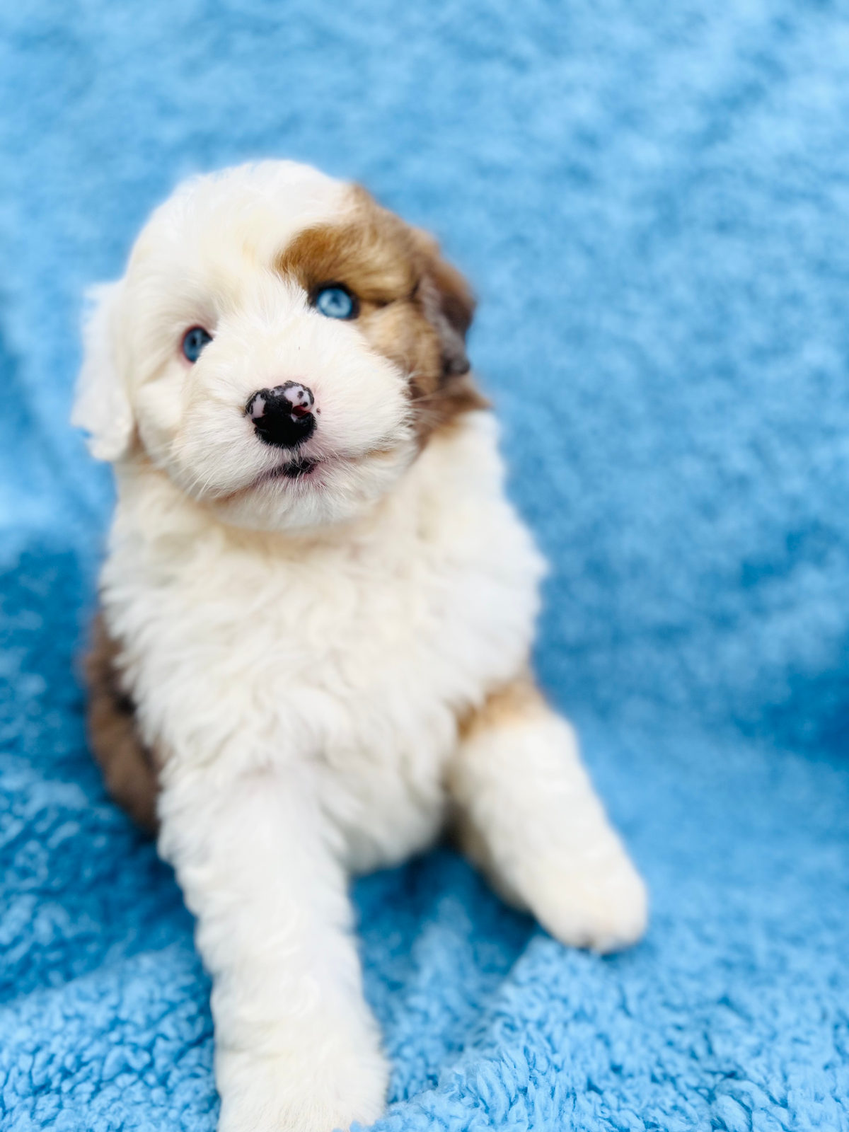 Available Sheepadoodle puppy - Sunshine Sheepadoodles Texas breeder