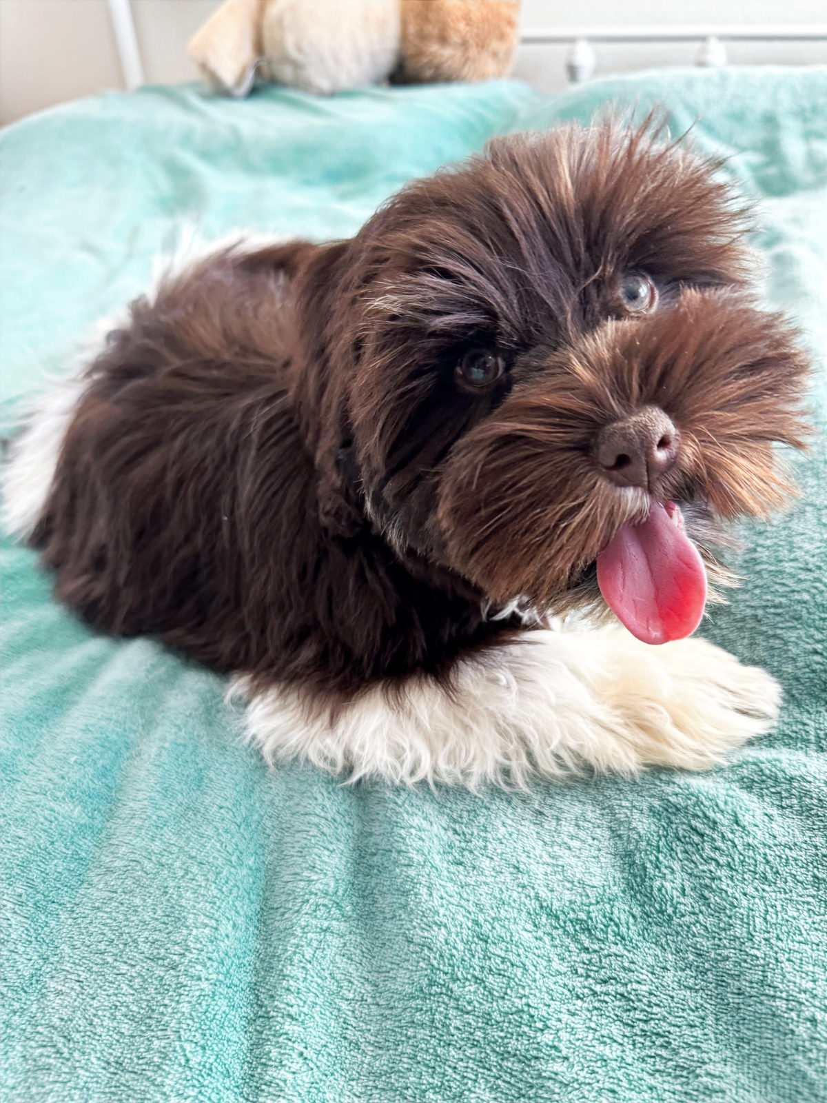 Available Sheepadoodle puppy - Sunshine Sheepadoodles Texas breeder