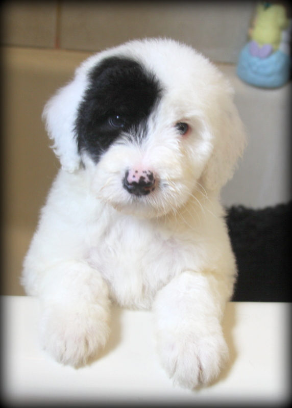 Sunshine Sheepadoodles family and puppy photo