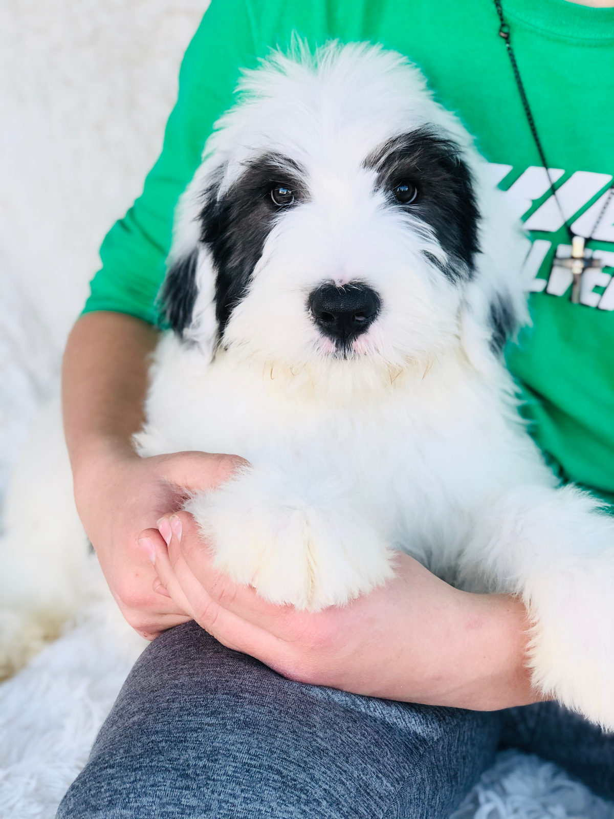 Available adult Sheepadoodle dog - Sunshine Sheepadoodles Texas
