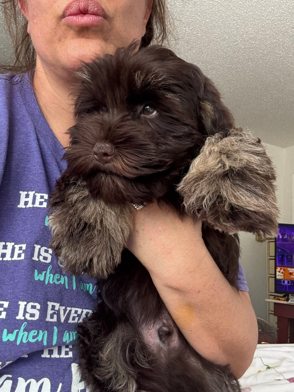 Available Sheepadoodle puppy - Sunshine Sheepadoodles Texas breeder