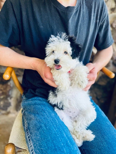Available Sheepadoodle puppy - Sunshine Sheepadoodles Texas breeder