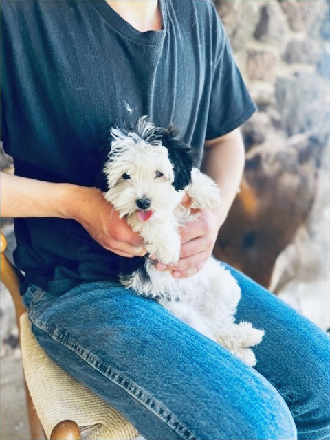 Available Sheepadoodle puppy - Sunshine Sheepadoodles Texas breeder