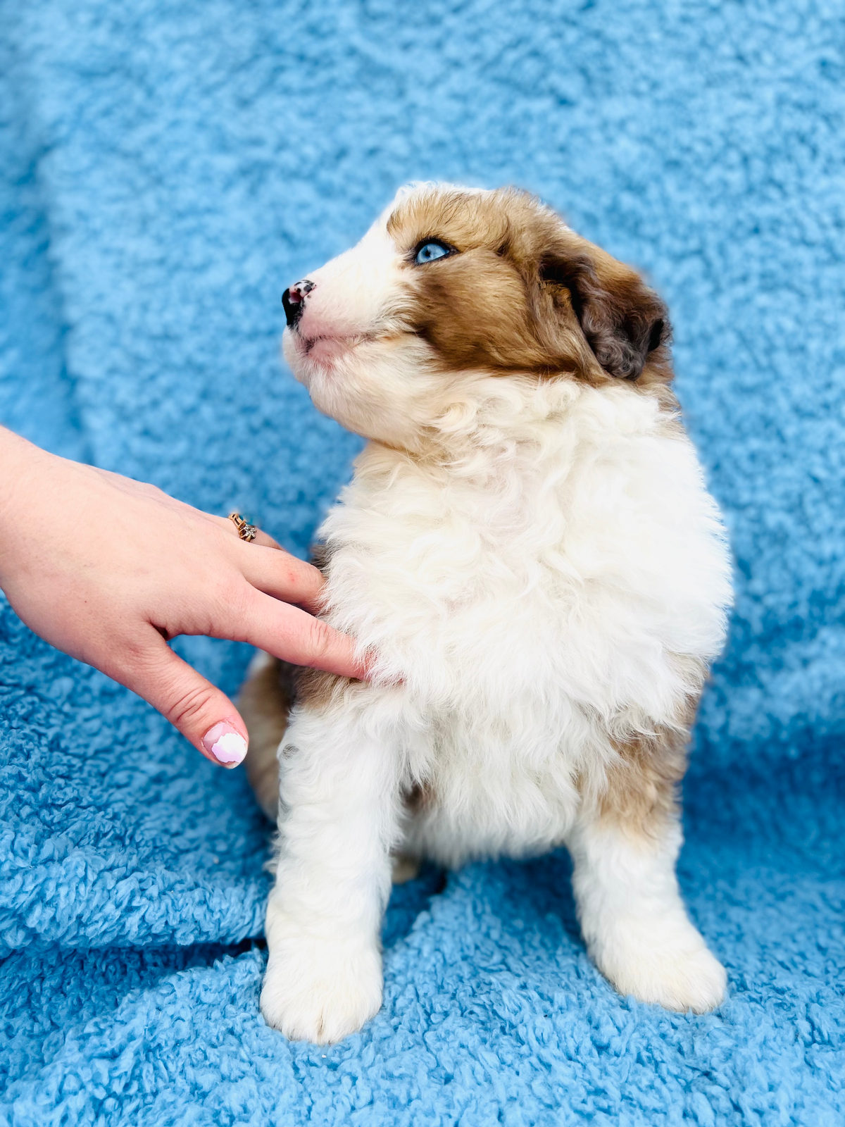 Available Sheepadoodle puppy - Sunshine Sheepadoodles Texas breeder
