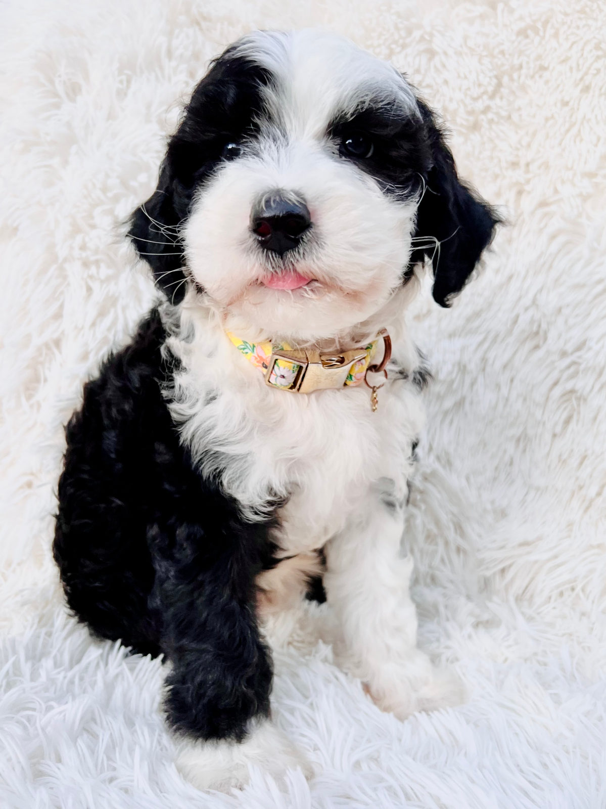 Available adult Sheepadoodle dog - Sunshine Sheepadoodles Texas