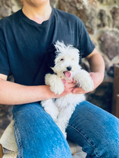 Available Sheepadoodle puppy - Sunshine Sheepadoodles Texas breeder