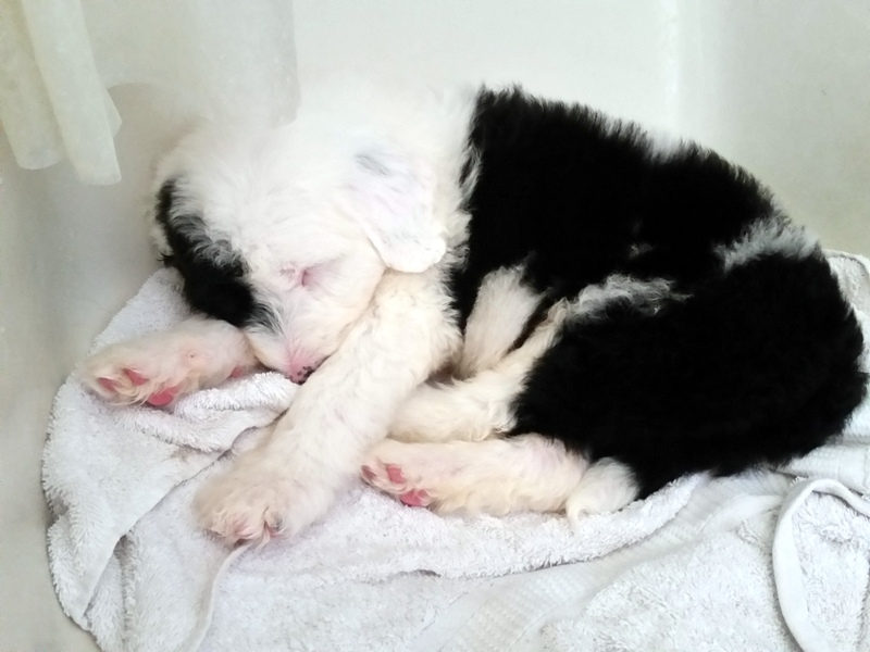 Sleeping Sheepadoodle puppy resting on a soft towel