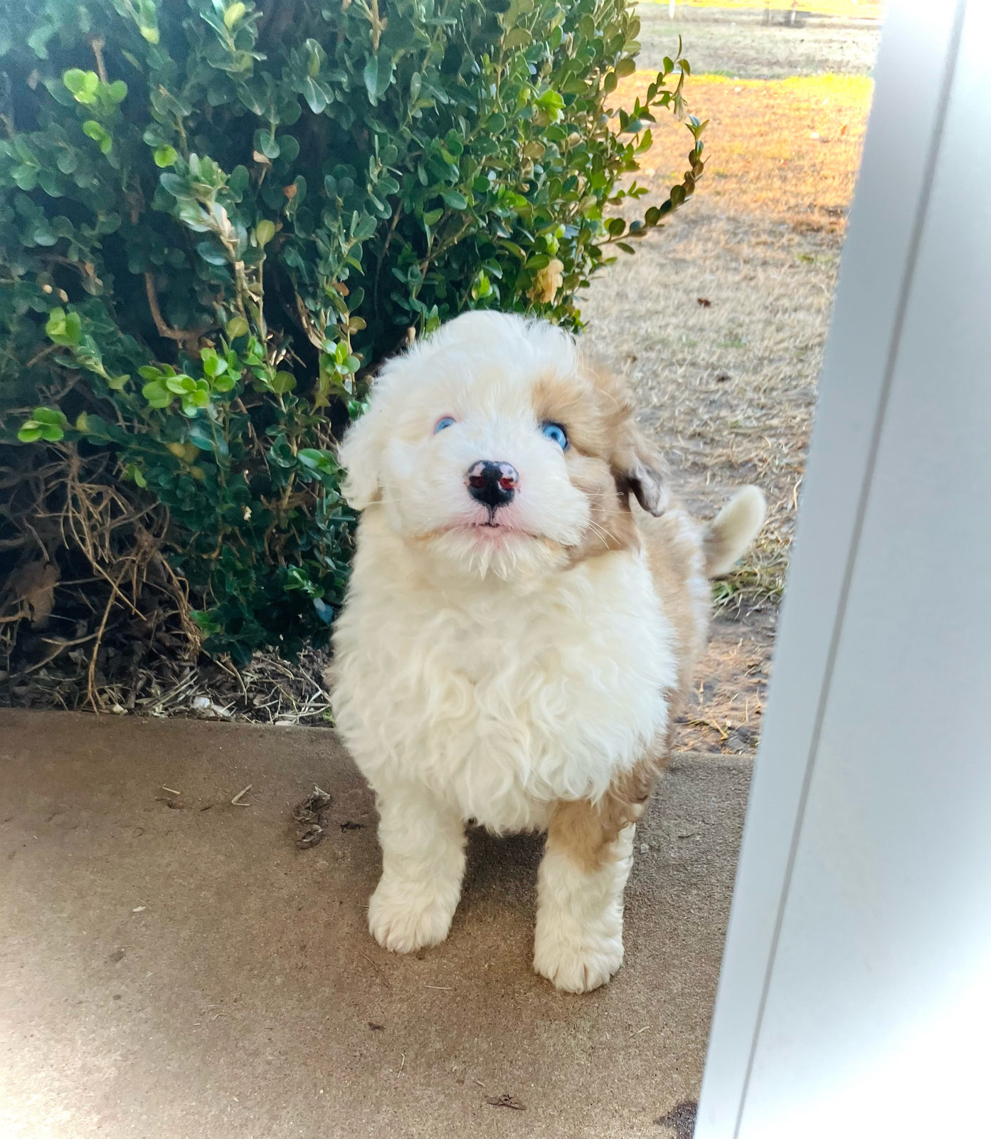Available Sheepadoodle puppy - Sunshine Sheepadoodles Texas breeder