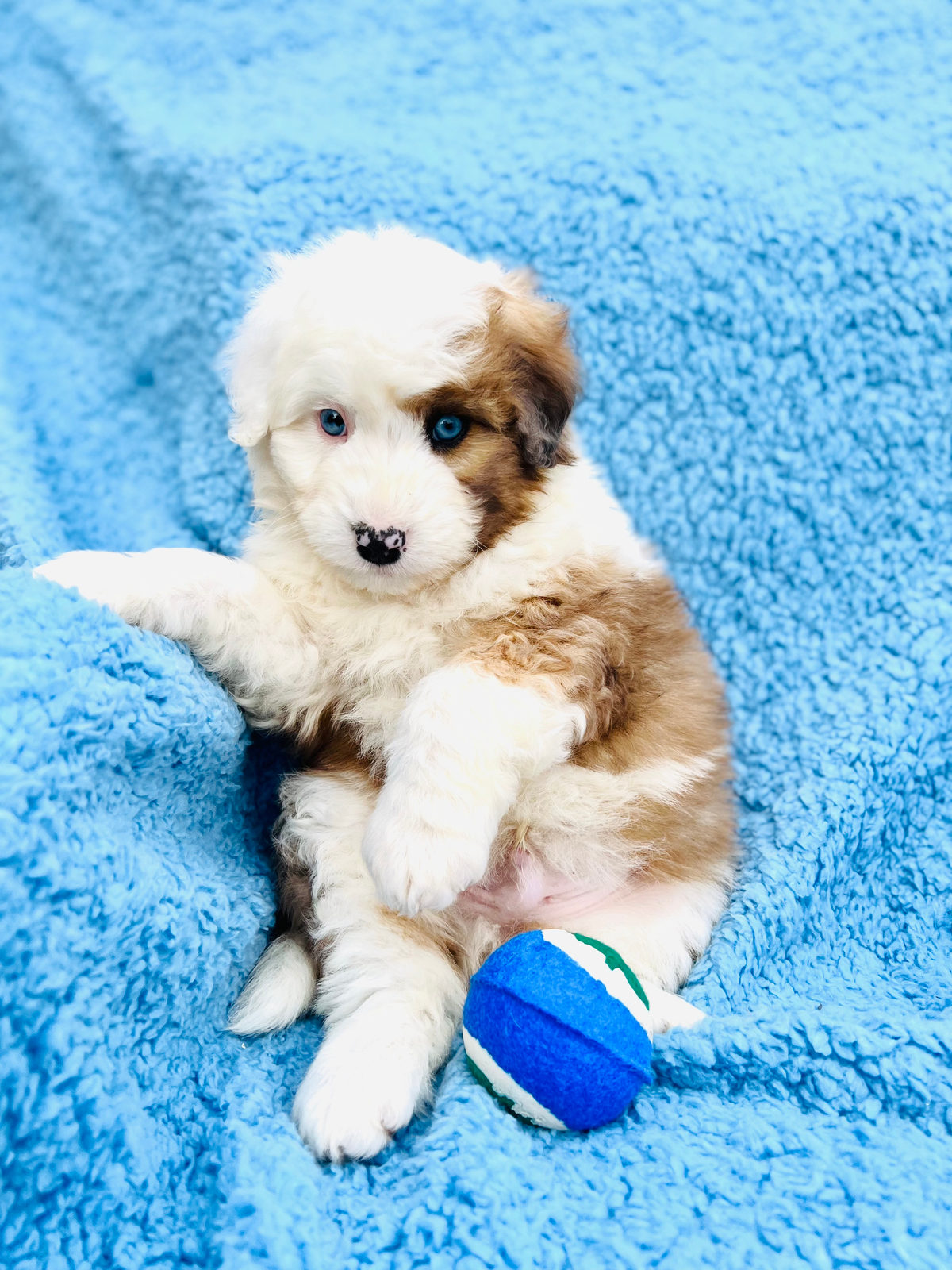 Available Sheepadoodle puppy - Sunshine Sheepadoodles Texas breeder