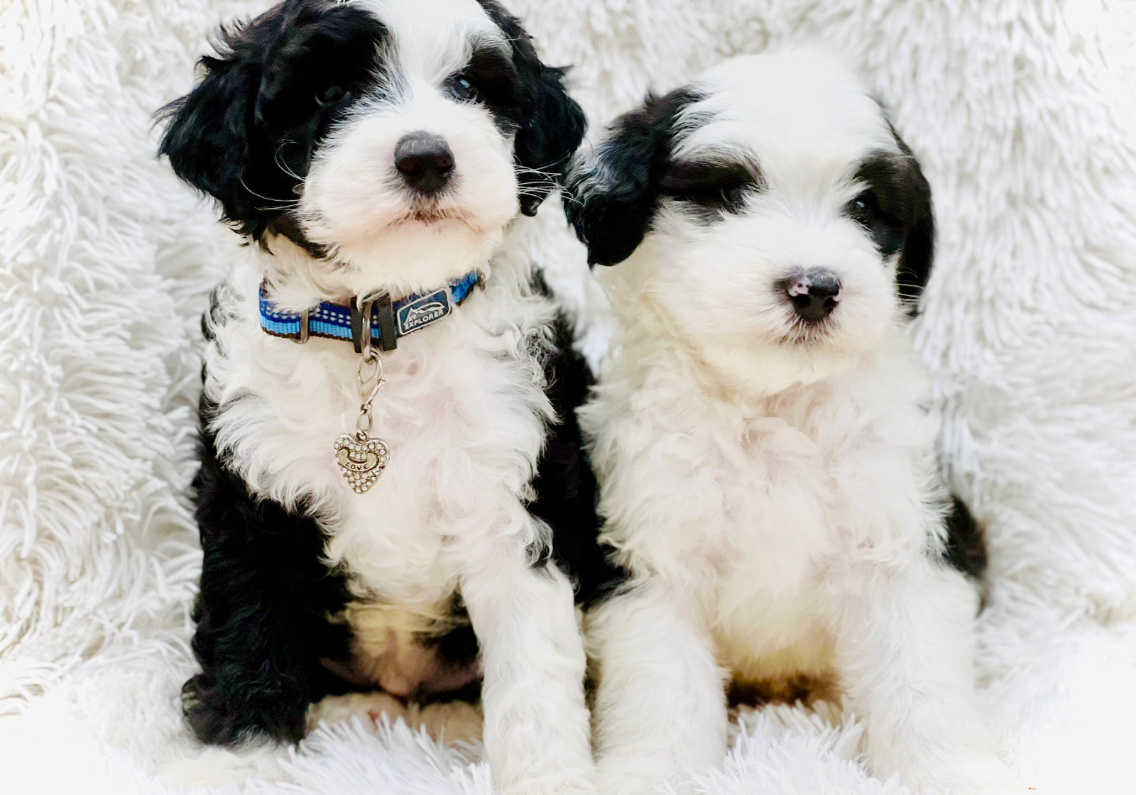 Two black and white Sheepadoodle puppies from Sunshine Sheepadoodles
