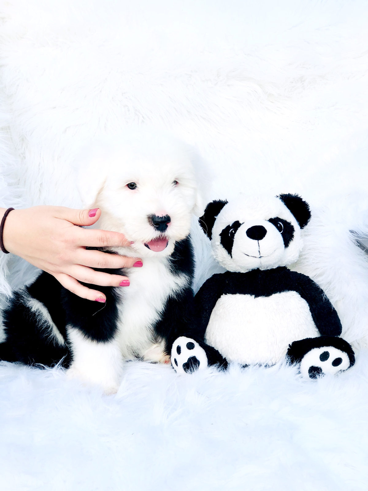 Sheepadoodle available for adoption - Sunshine Sheepadoodles