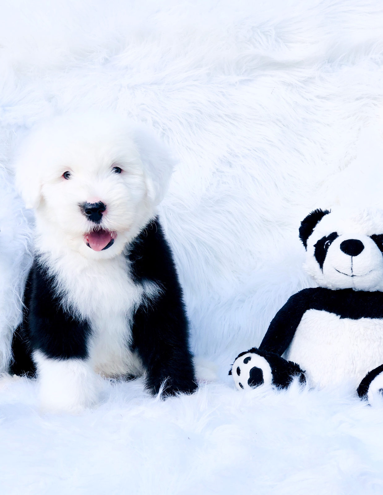 Sheepadoodle available for adoption - Sunshine Sheepadoodles