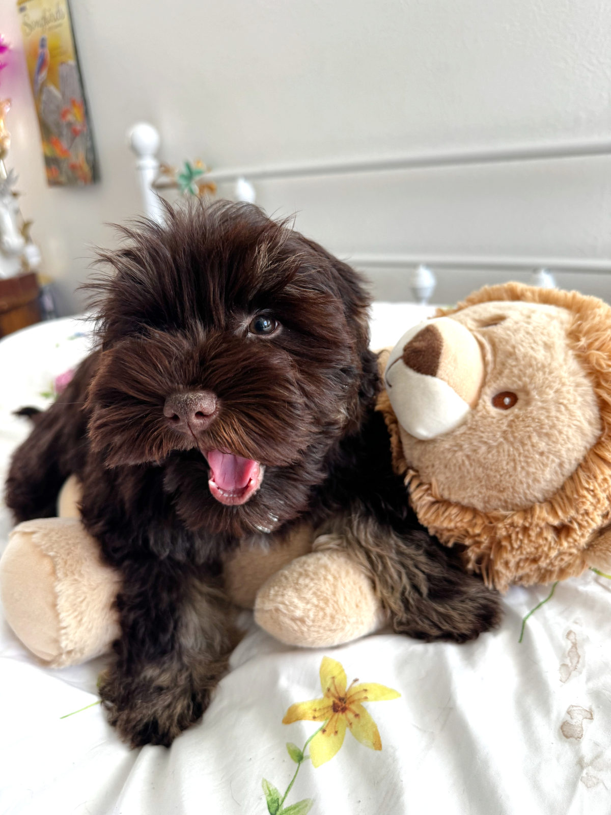 Available Sheepadoodle puppy - Sunshine Sheepadoodles Texas breeder