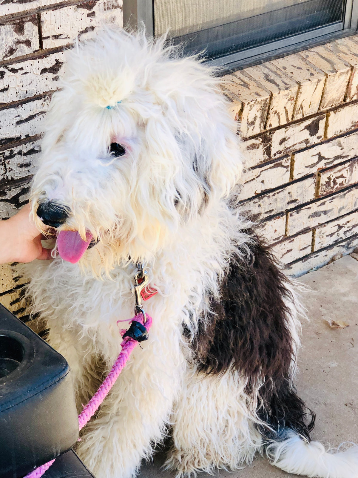 Sheepadoodle available for adoption - Sunshine Sheepadoodles