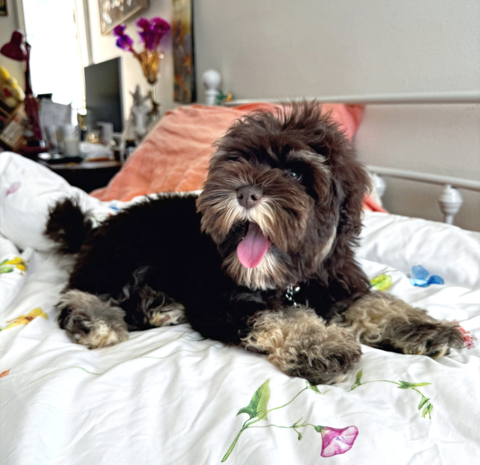 Available Sheepadoodle puppy - Sunshine Sheepadoodles Texas breeder