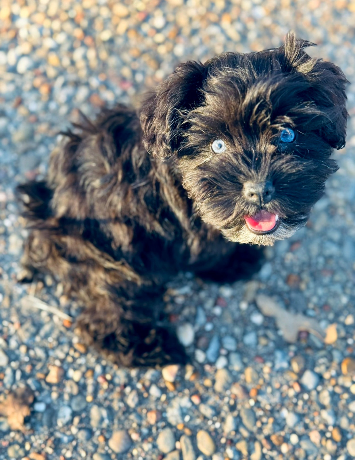 Available Sheepadoodle puppy - Sunshine Sheepadoodles Texas breeder