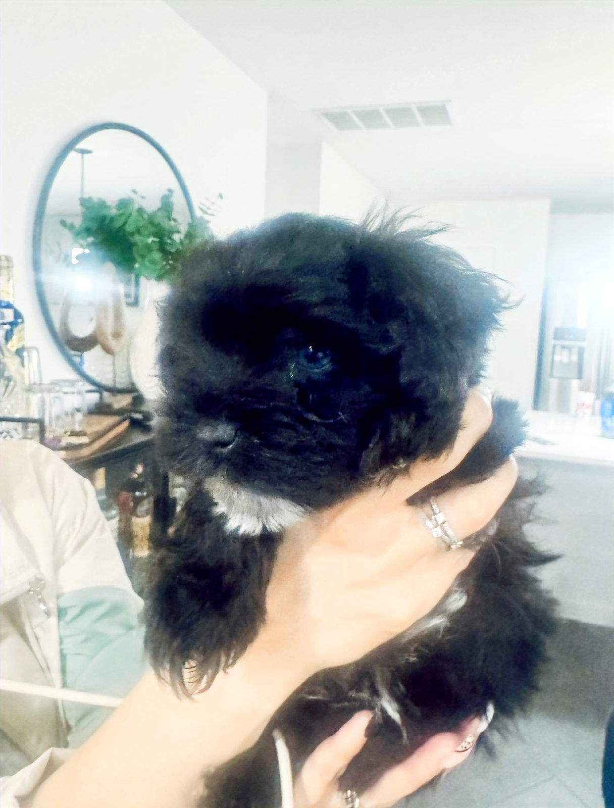 Available Sheepadoodle puppy - Sunshine Sheepadoodles Texas breeder
