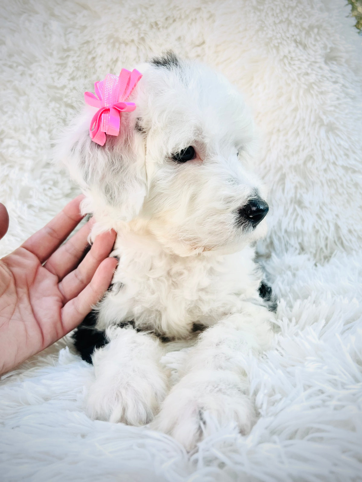 Available adult Sheepadoodle dog - Sunshine Sheepadoodles Texas